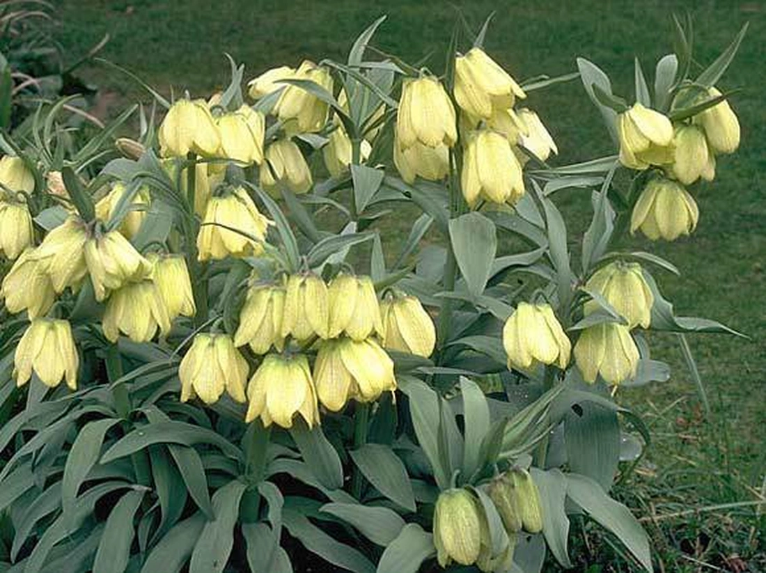 Рябчик бледноцветковый (Fritillaria рallidiflora). 
