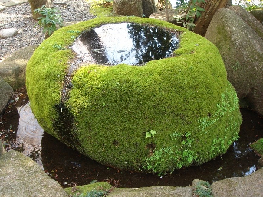 Moss garden