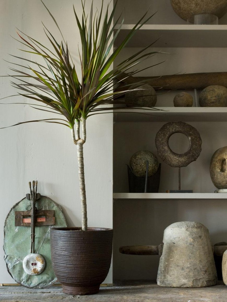 Драцена маргината (Dracaena marginata)