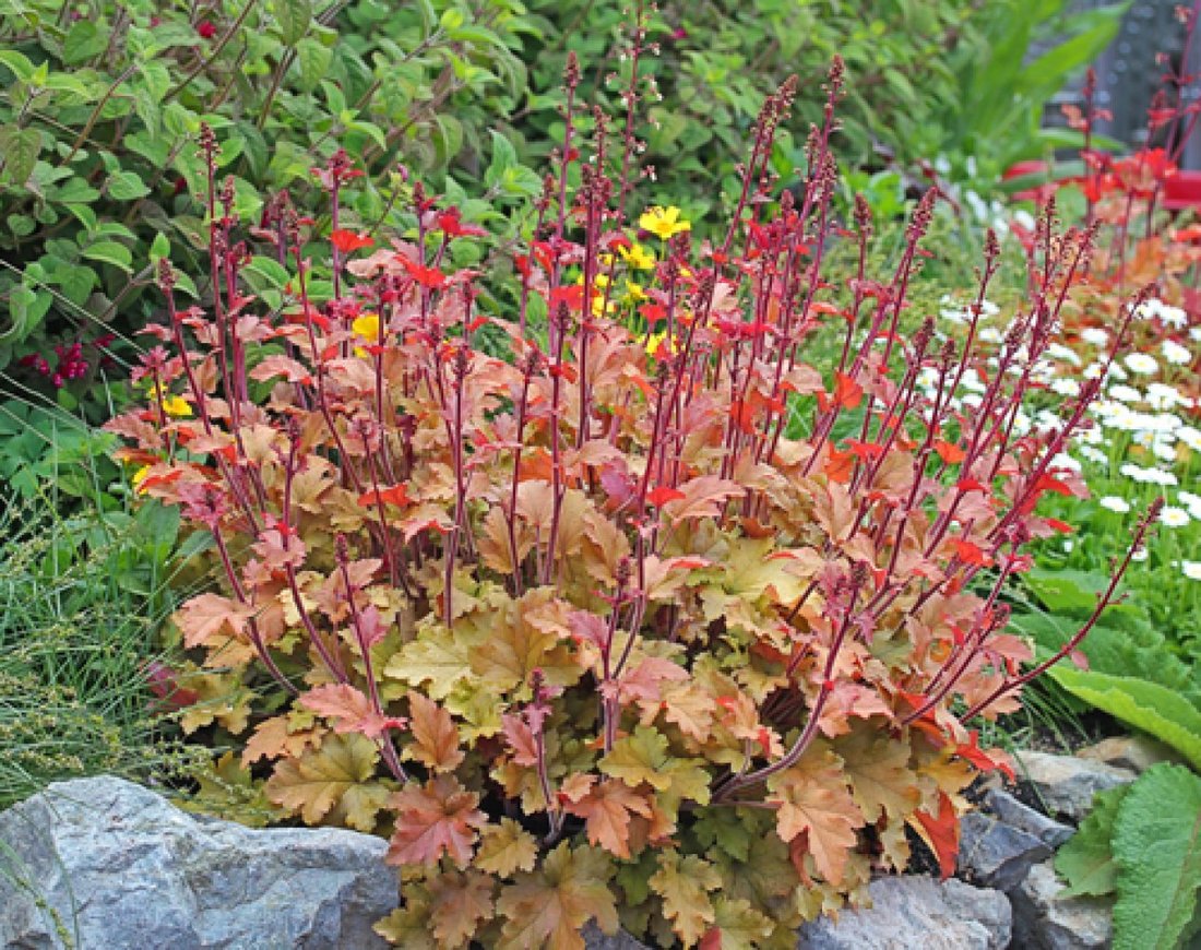 Heuchera hybrida Marmalade