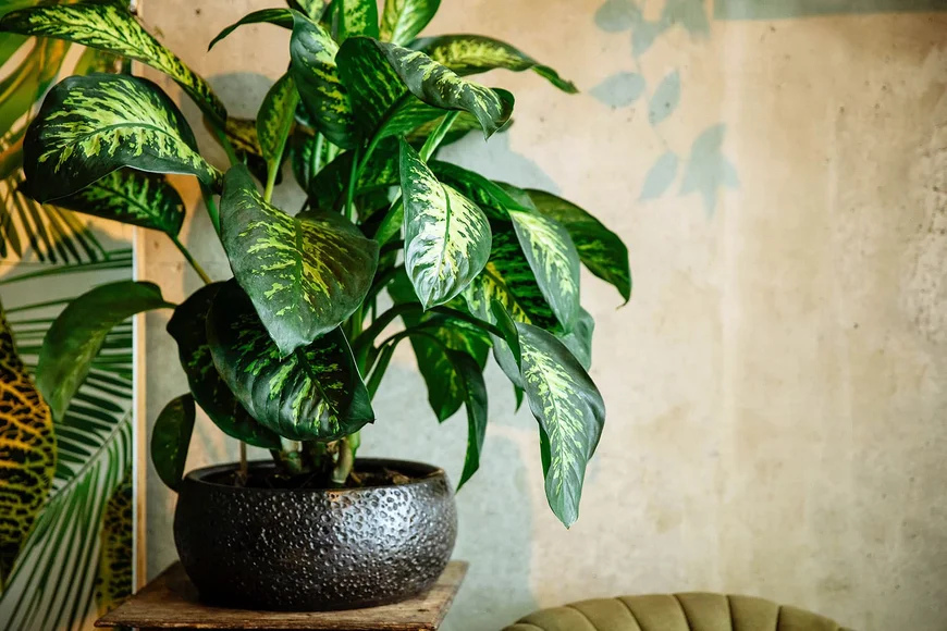 Дифенбахія (Dieffenbachia)
