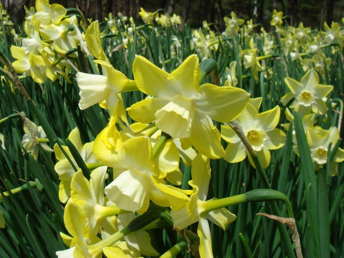 Нарцисс жонкиллиевый "Пипит". Narcissus(Jonquilla) 'Pipit'.