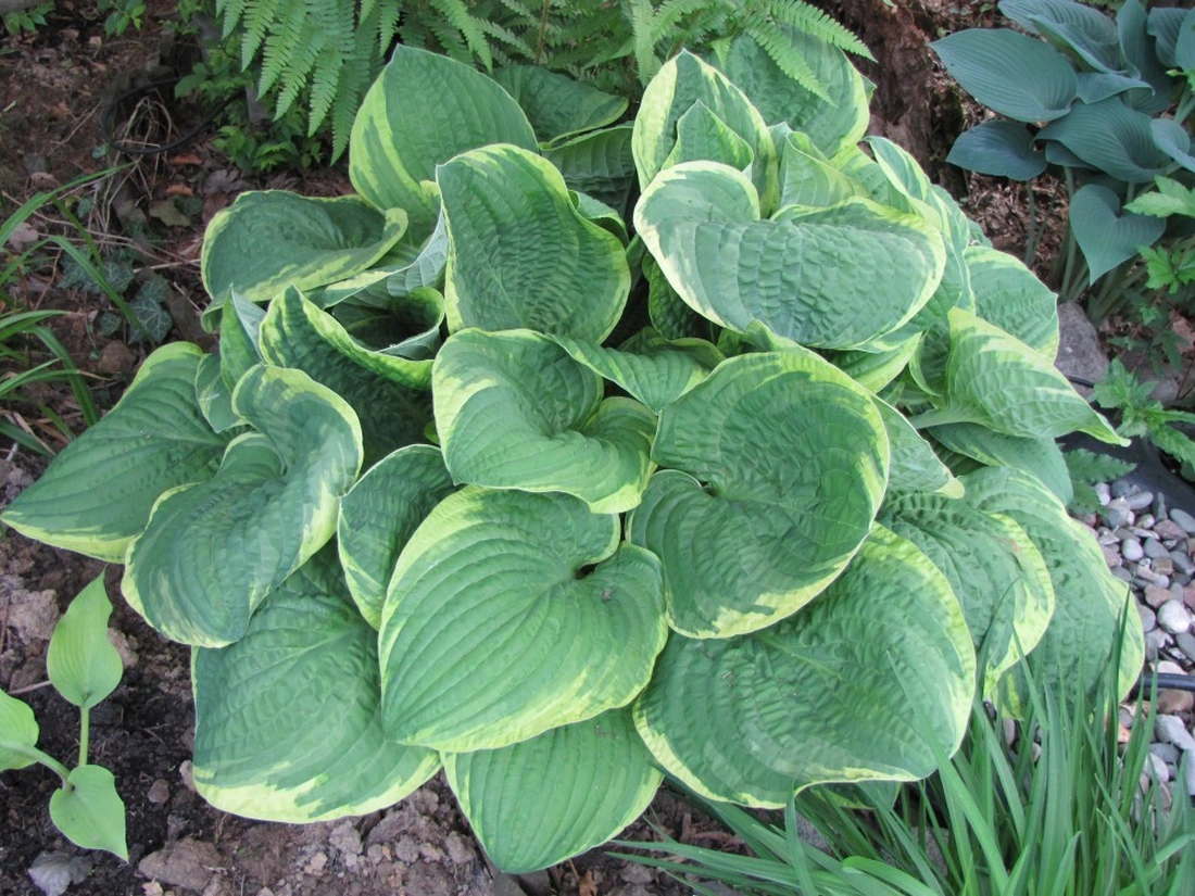 Hosta Grand Master