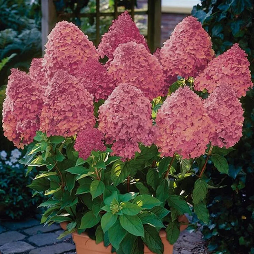 Гортензия метельчатая ‘Sundae Fraise’, Hydrangea paniculata ‘Sundae Fraise’