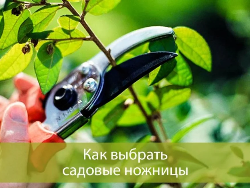 Как выбрать садовые ножницы: основные виды и сфера применения