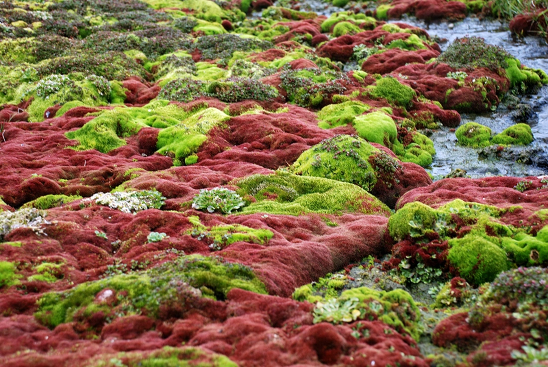 Moss garden