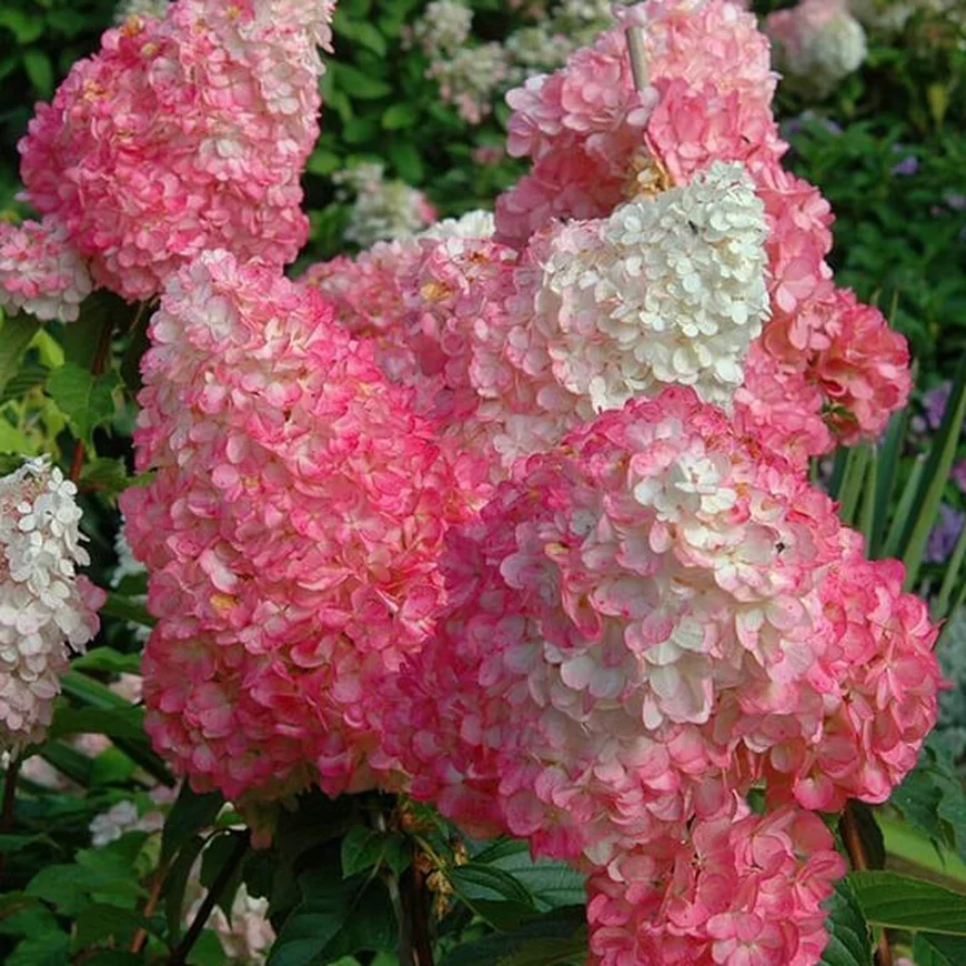 Гортензия метельчатая ‘Vanille Fraise’, Hydrangea paniculata ‘Vanille Fraise’