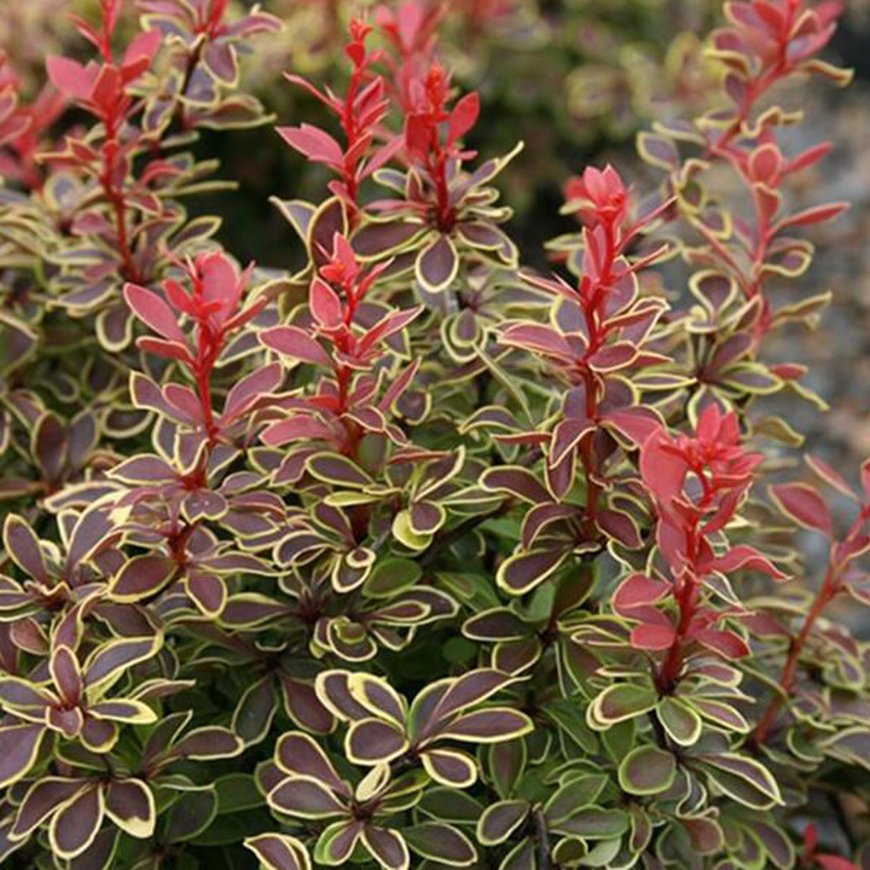 Барбарис Тунберга ‘Сoronita’, Berberis thunbergii Барбарис Тунберга ‘Сoronita’