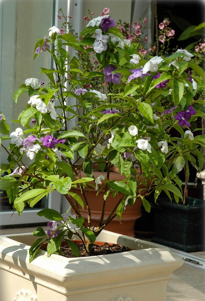 Брунфельсія (Brunfelsia)