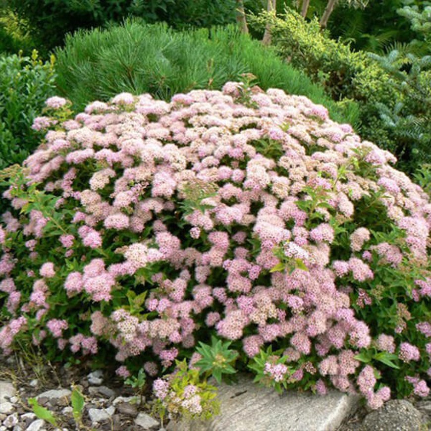 Спирея японская ‘Japanese Dwarf’, Spiraea japonica ‘Japanese Dwarf’