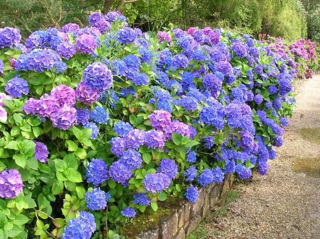 Гортензия древовидная (Hydrangea arborescens) – самый распространенный и неприхотливый вид гортензий