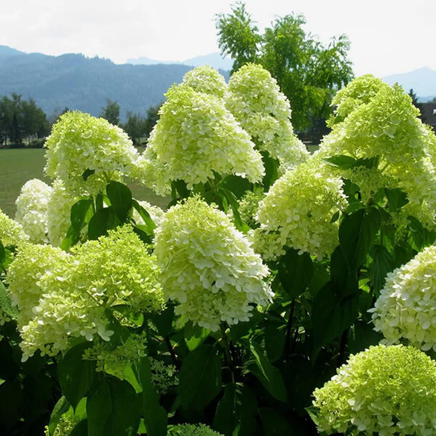 Гортензия метельчатая ‘Limelight’, Hydrangea paniculata ‘Limelight’