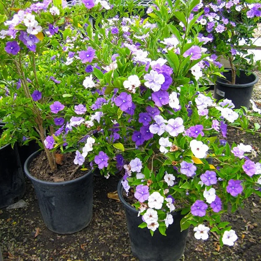 Брунфельсія (Brunfelsia) - 5 найпоширеніших кімнатних рослин, що можуть бути небезпечними