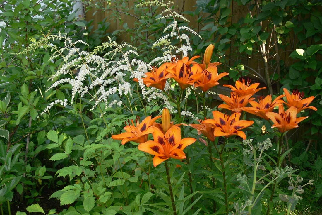 Лилия asiatic Loreto с астильбой Straussenfeder 