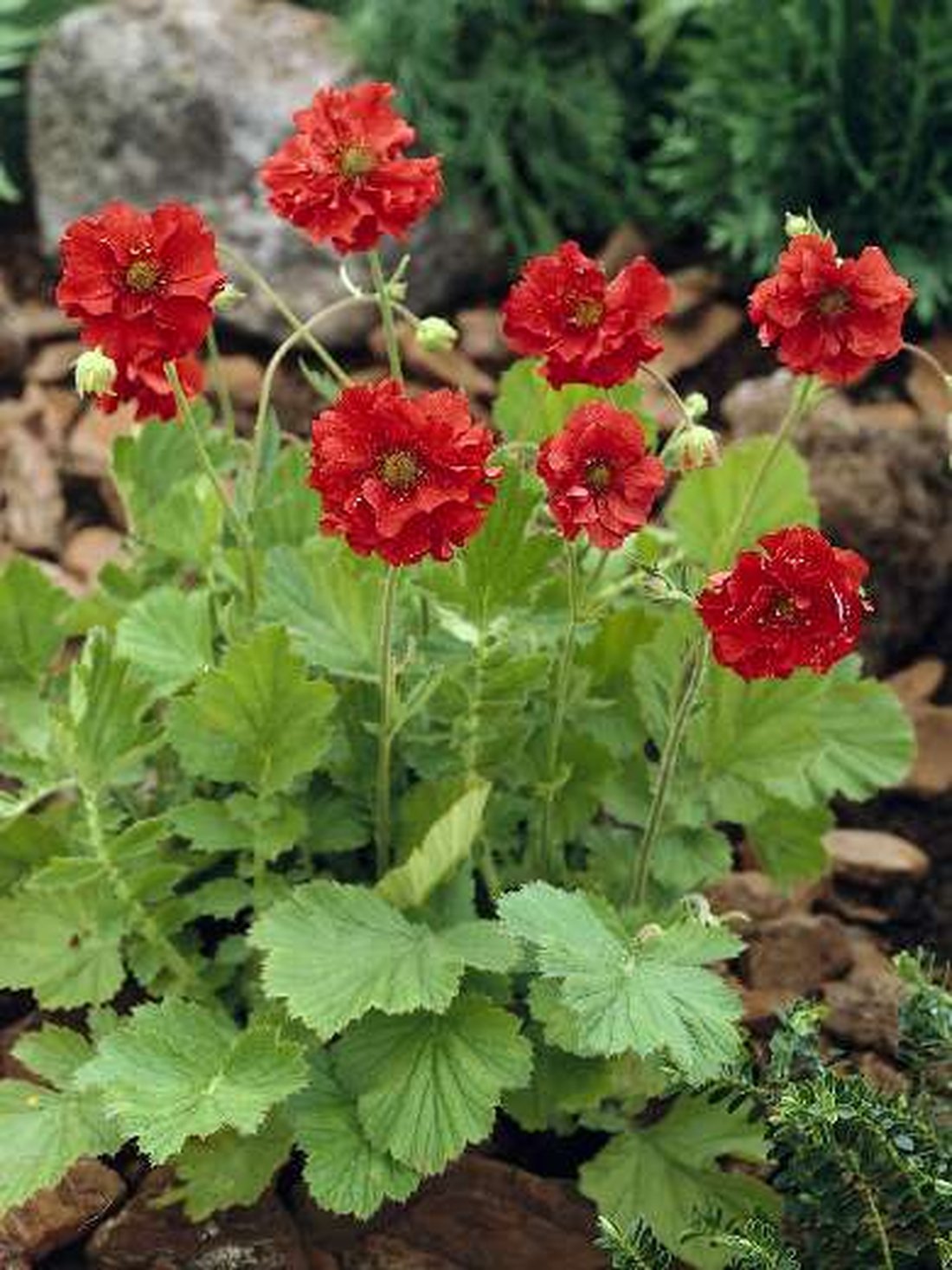 Гравилат(Geum)