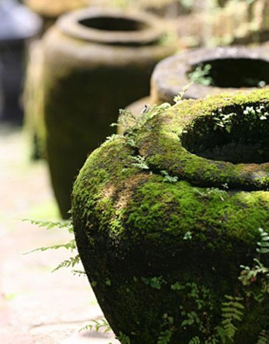 Moss garden