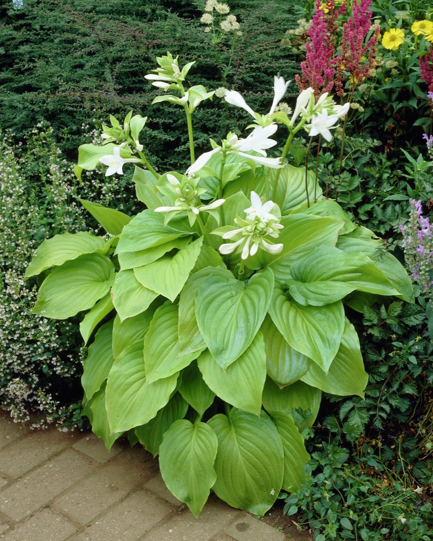 Hosta plantaginea aphrodite