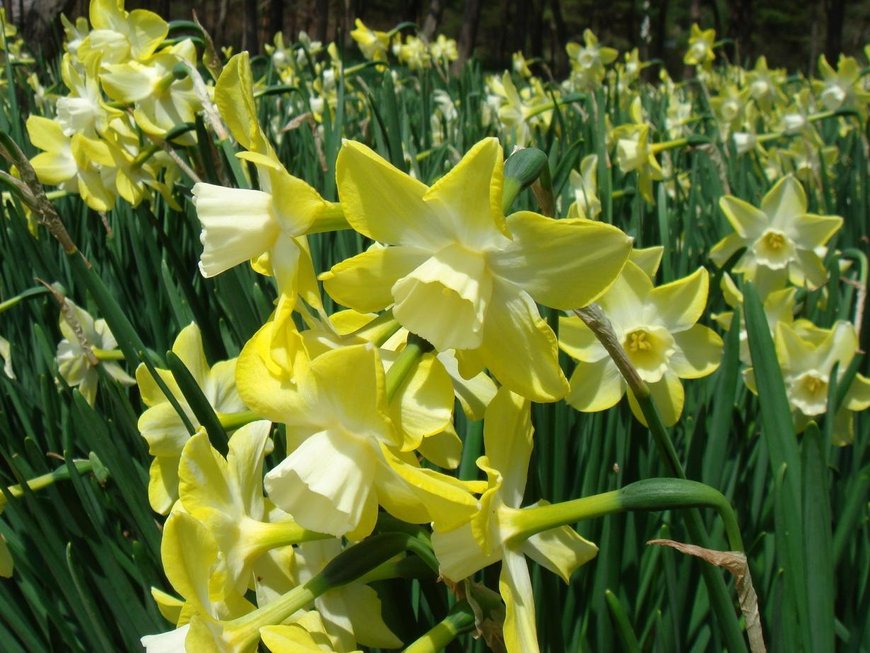 Нарцисс жонкиллиевый "Пипит". Narcissus(Jonquilla) 'Pipit'.