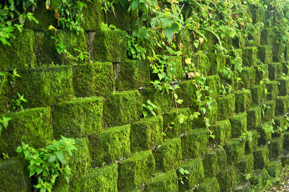 Moss garden