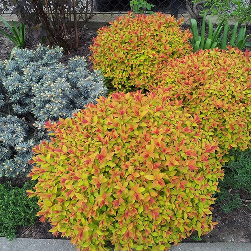 Спирея японская ‘Goldflame’, Spiraea japonica ‘Goldflame’