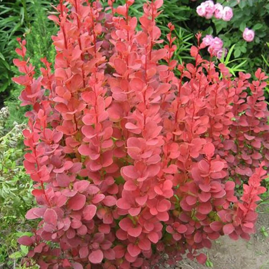 Барбарис Тунберга ‘Orange Rocket’, Berberis thunbergii ‘Orange Rocket’