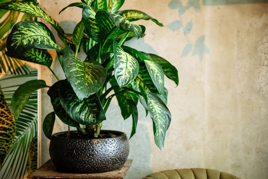 Дифенбахія (Dieffenbachia)