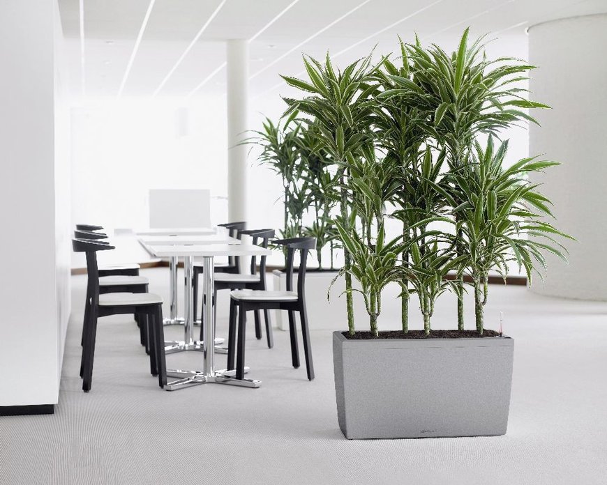Драцена маргината (Dracaena marginata)