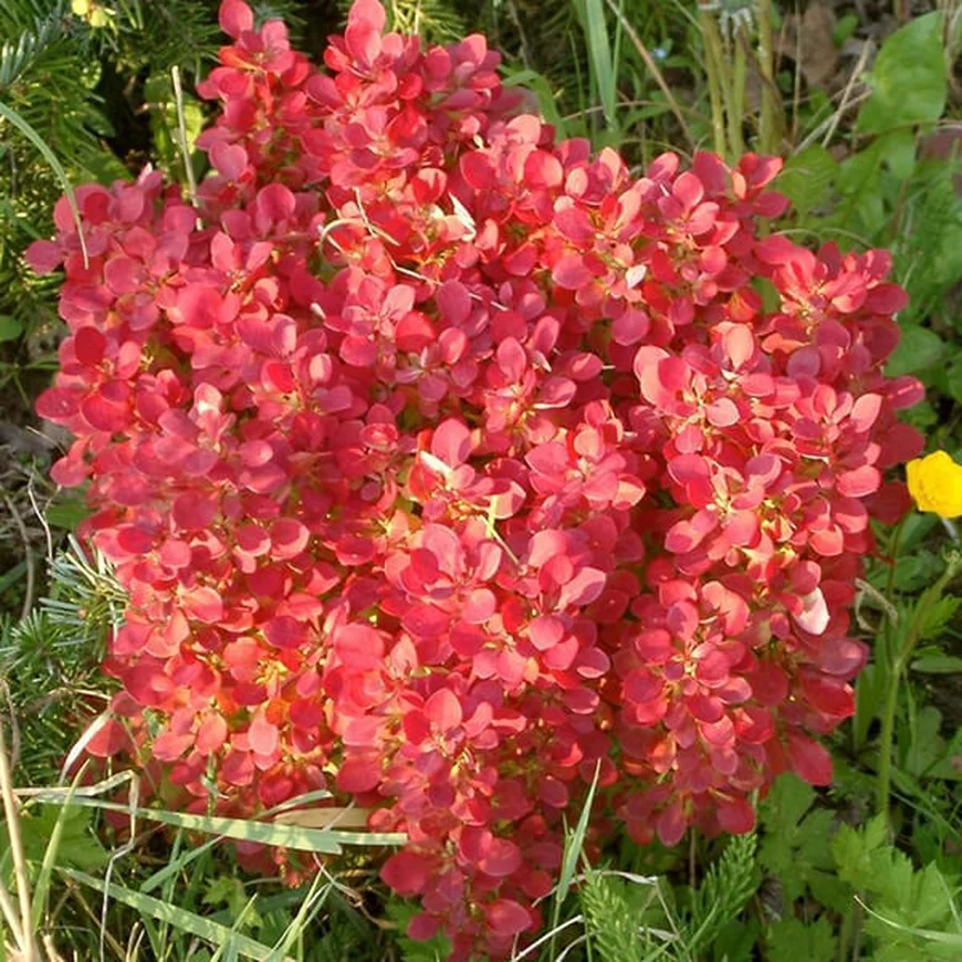 Барбарис Тунберга ‘Lutin Rouge’, Berberis thunbergii ‘Lutin Rouge’