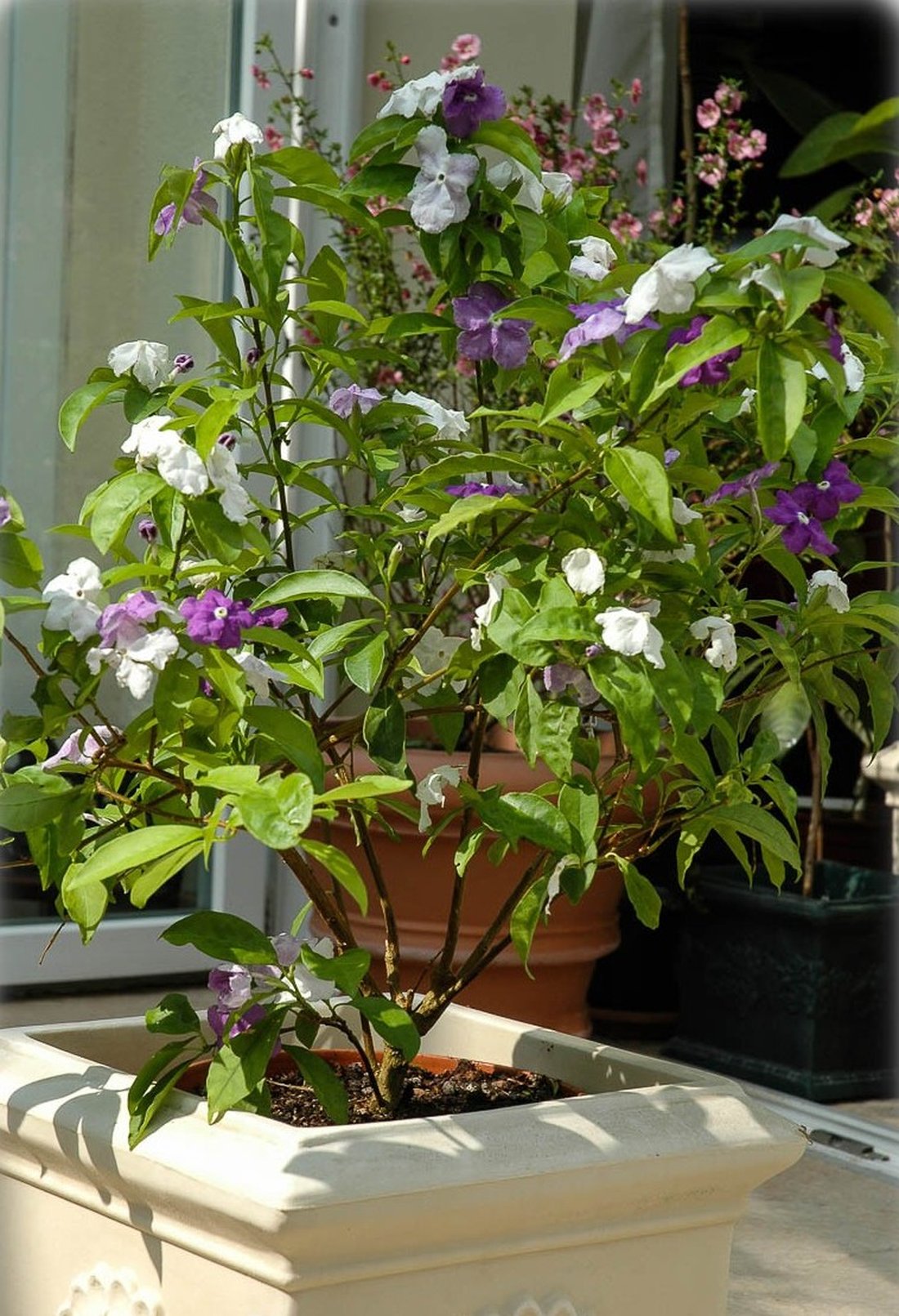 Брунфельсія (Brunfelsia)