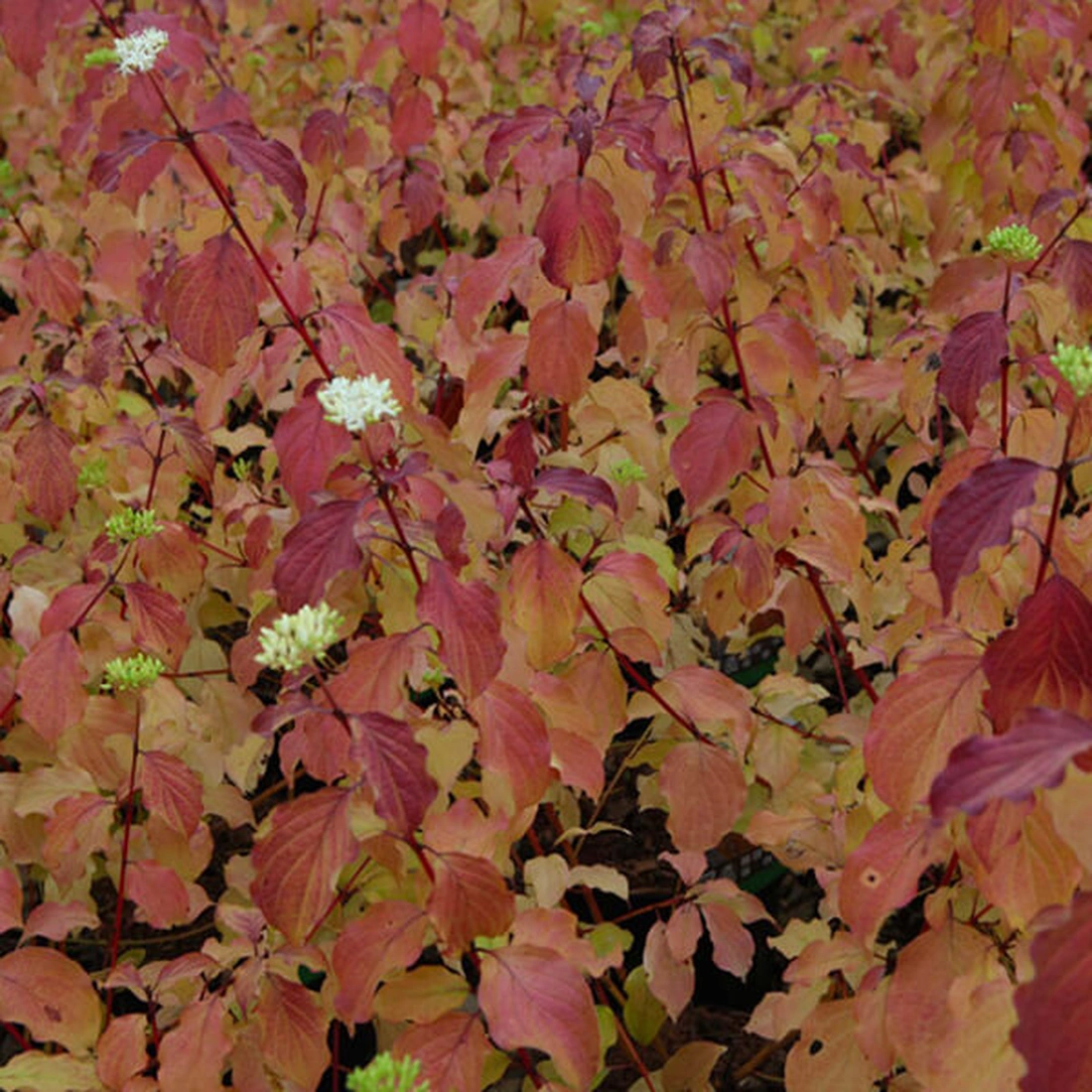 Дерен белый кроваво-красный ‘Midwinter Fire’, Cornus sanguinea ‘Midwinter Fire’