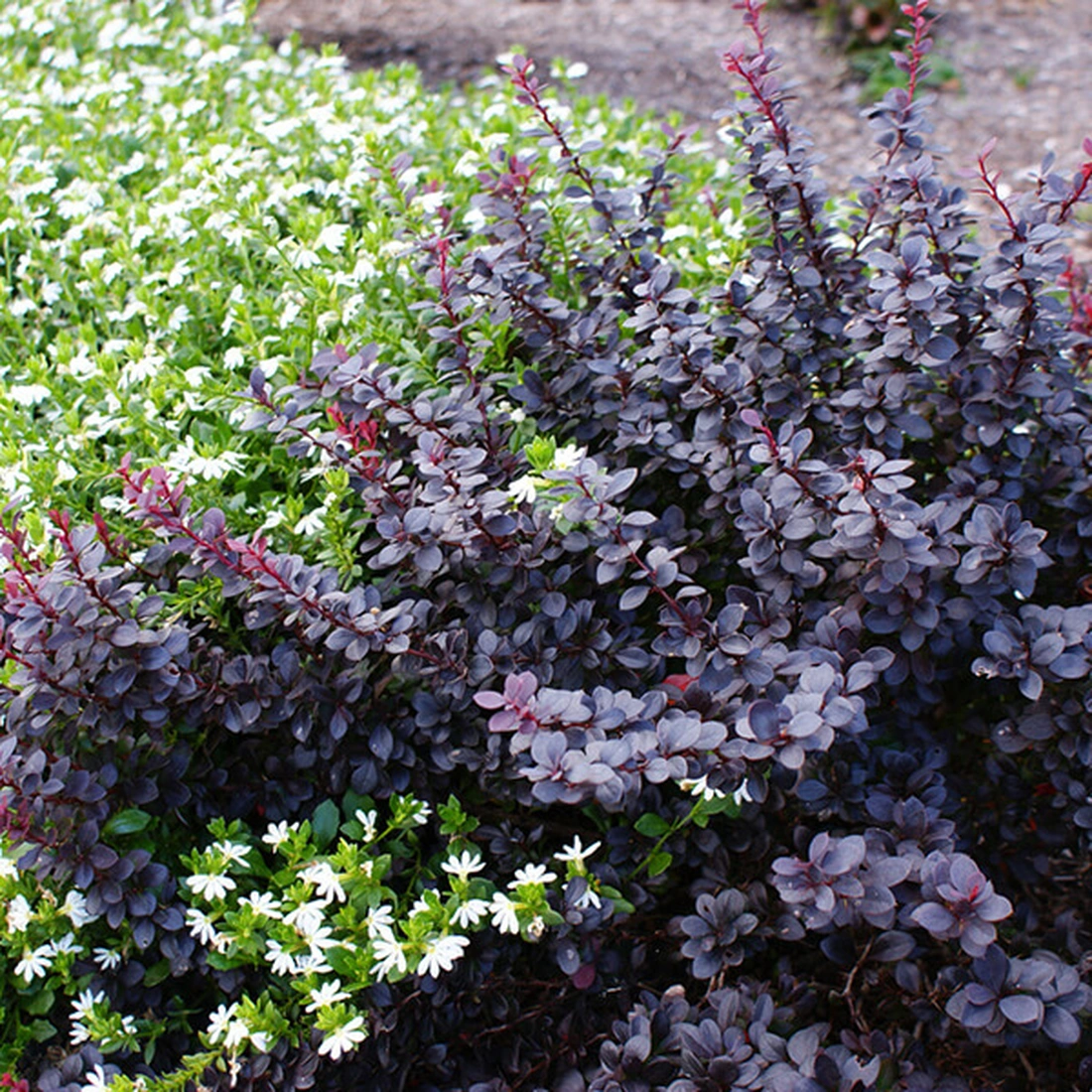 Барбарис Тунберга ‘Concorde’, Berberis thunbergii ‘Concorde’
