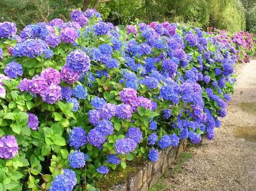 Гортензия древовидная (Hydrangea arborescens) – самый распространенный и неприхотливый вид гортензий