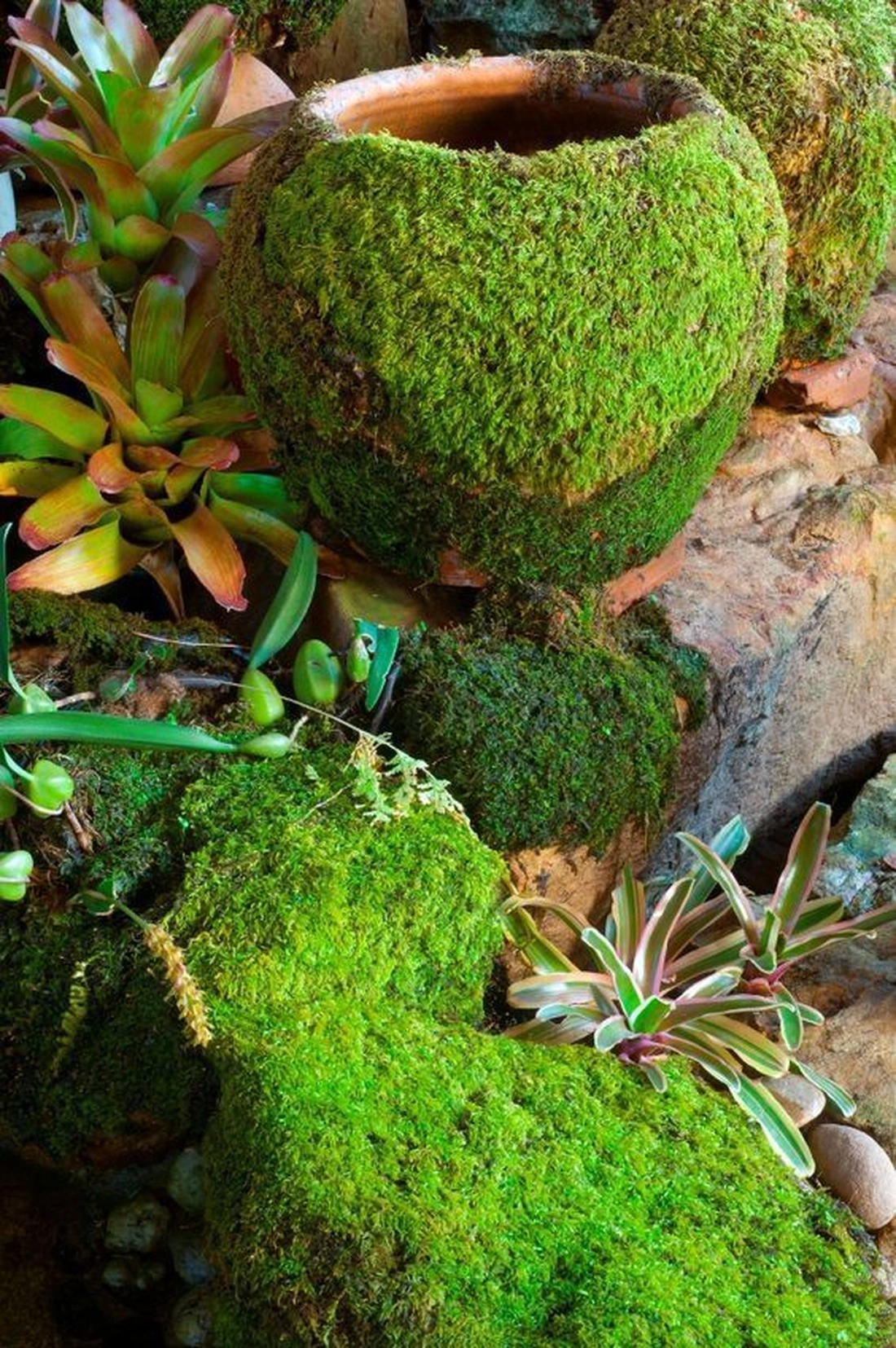 Moss garden