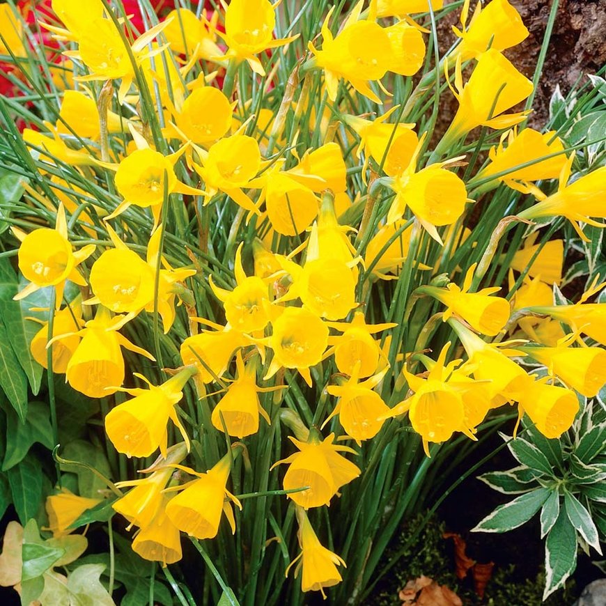 Нарцисс бульбокодиум гибрид (Bulbocodium Hybrids)