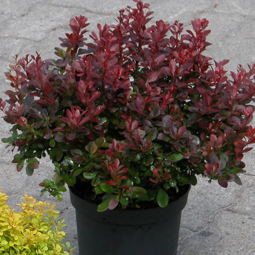 Барбарис Тунберга ‘Atropurpurea Nana’, Berberis thunbergii ‘Atropurpurea Nana’