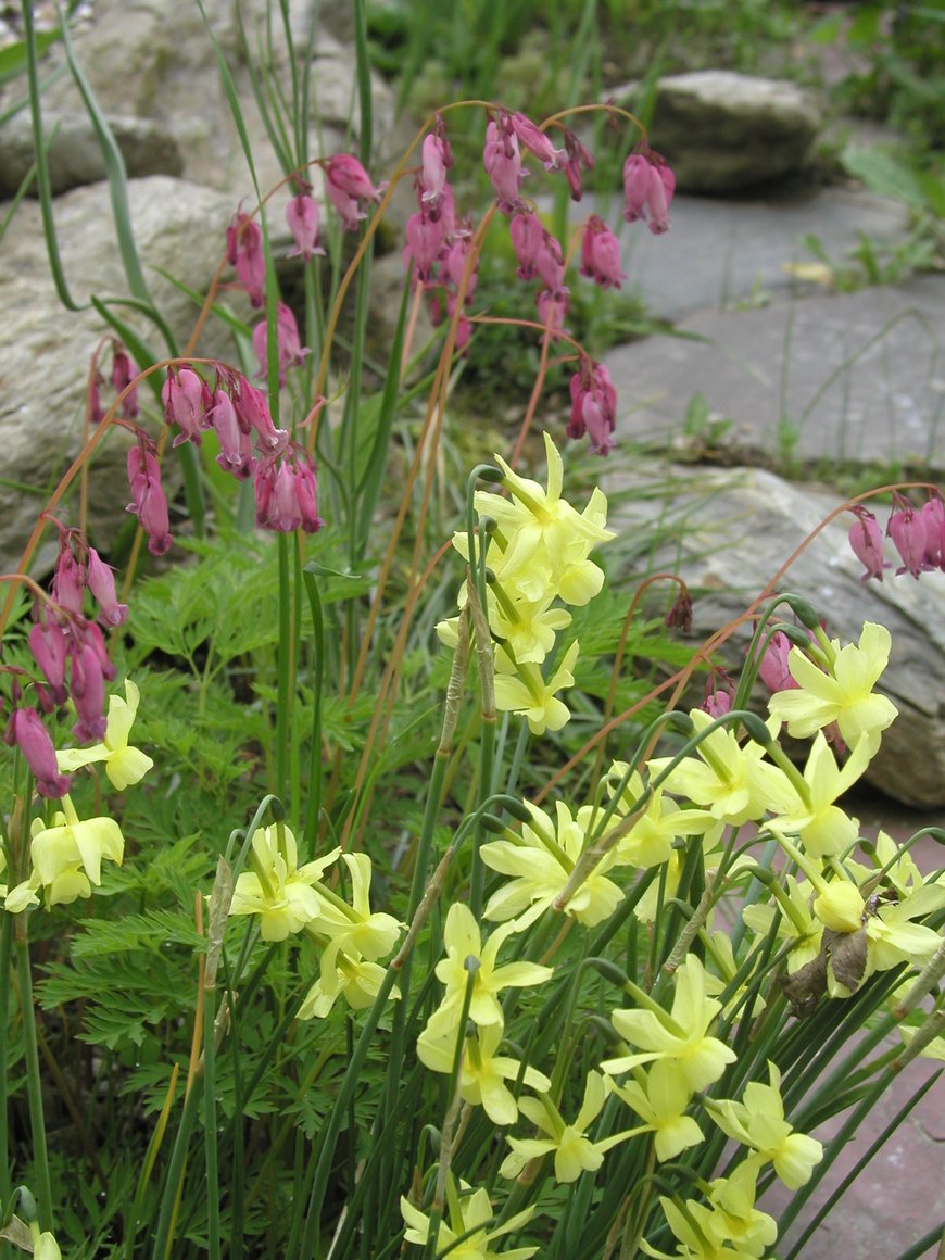 Нарциссы триандрус "Hawera" . Narcissus triandrus 'Hawera'