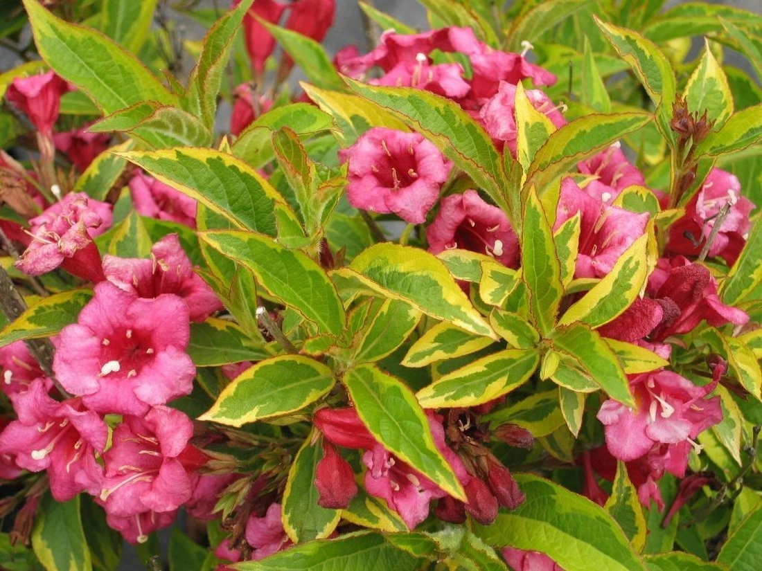 Вейгела 'Brigela'