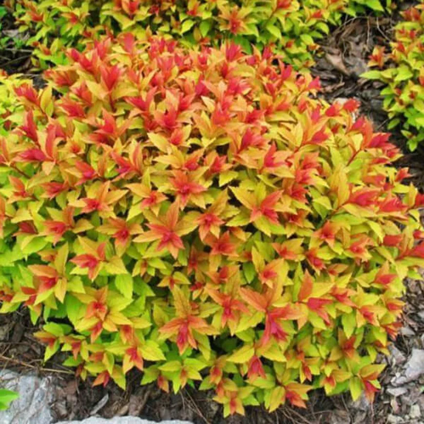 Спирея японская ‘Magic Carpet’, Spiraea japonica ‘Magic Carpet’
