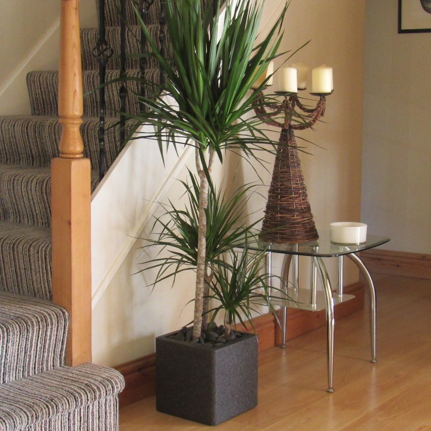 Драцена маргината (Dracaena marginata)