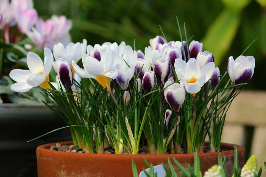 Шафран (Crocus)