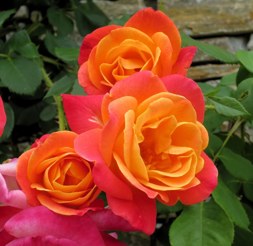 Joseph's Coat Rose Climber