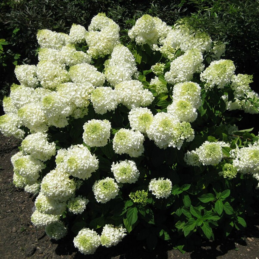 Гортензия метельчатая ‘Phantom’, Hydrangea paniculata ‘Phantom’