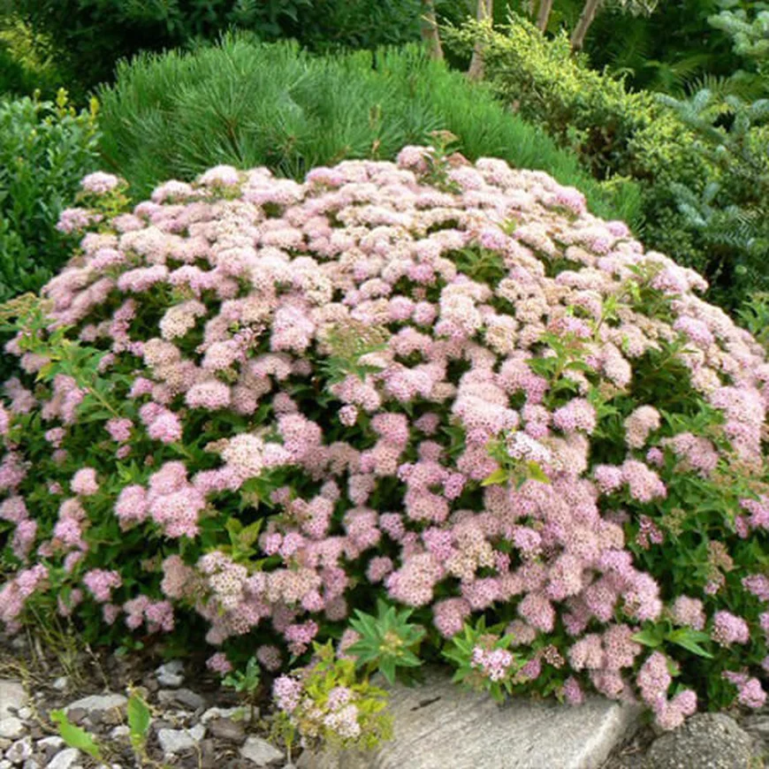 Спирея японская ‘Japanese Dwarf’, Spiraea japonica ‘Japanese Dwarf’
