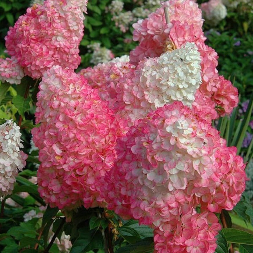Гортензия метельчатая ‘Vanille Fraise’, Hydrangea paniculata ‘Vanille Fraise’