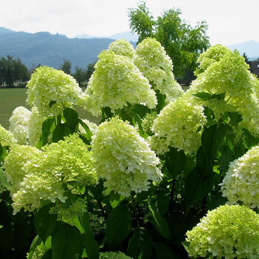 Гортензия метельчатая ‘Limelight’, Hydrangea paniculata ‘Limelight’