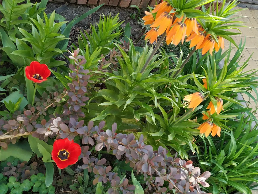 Барбарис оттавский "superba" (berberis ott. 'superba')