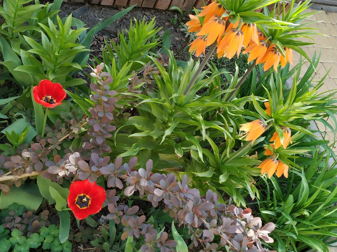Барбарис оттавский "superba" (berberis ott. 'superba')