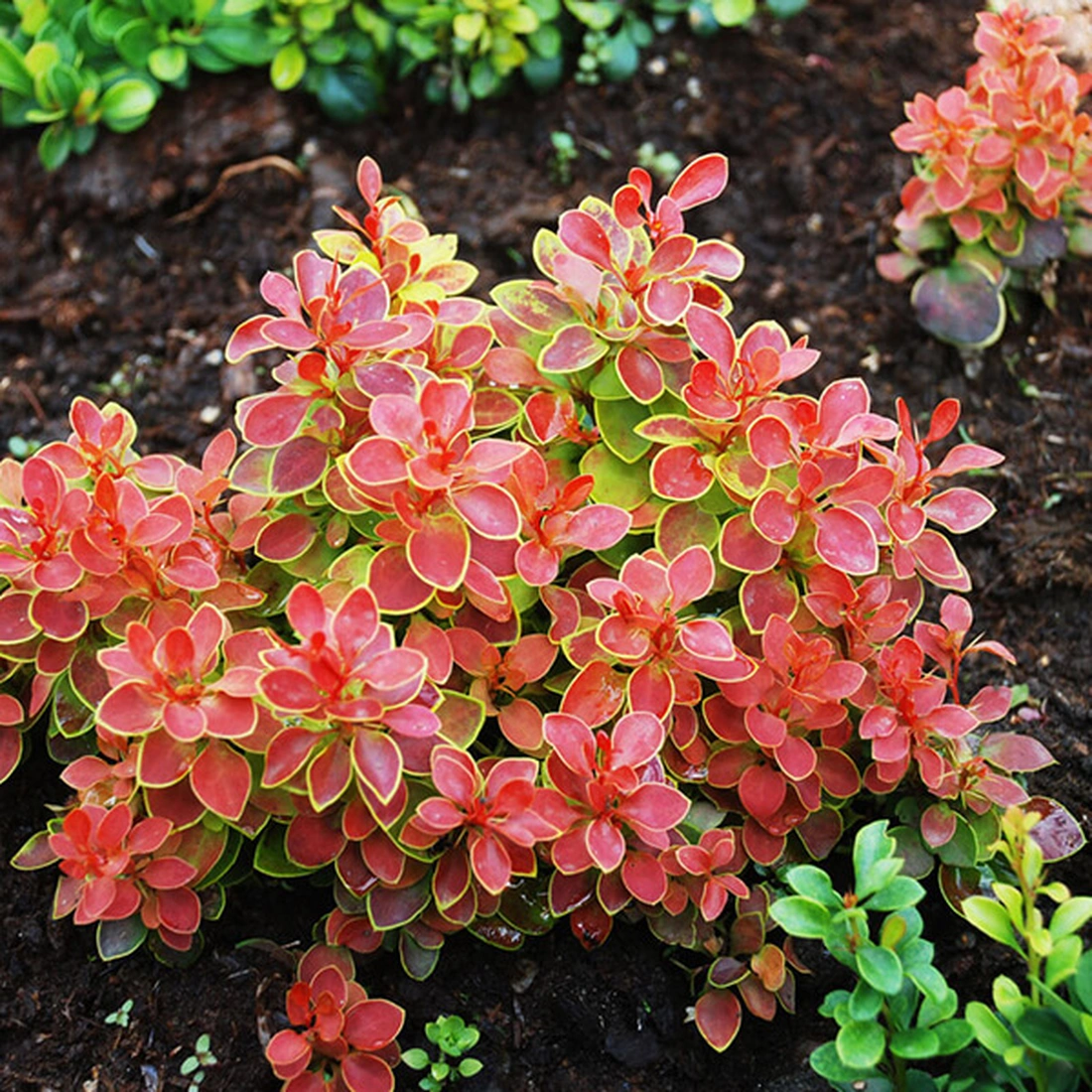 Барбарис Тунберга ‘Admiration’, Berberis thunbergii ‘Admiration’