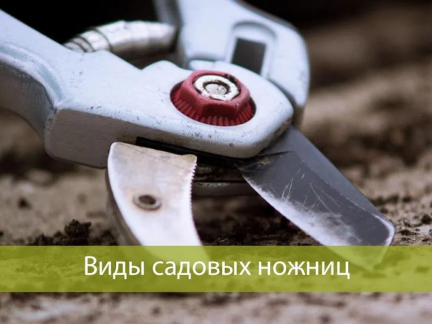 Как выбрать садовые ножницы: основные виды и сфера применения.