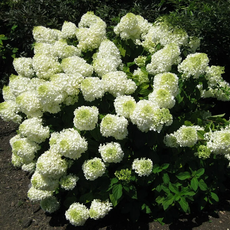 Гортензия метельчатая ‘Phantom’, Hydrangea paniculata ‘Phantom’